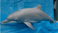 Dolphin