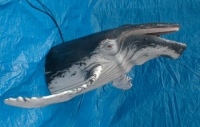 Whale (Front Half)