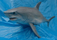 Shark
